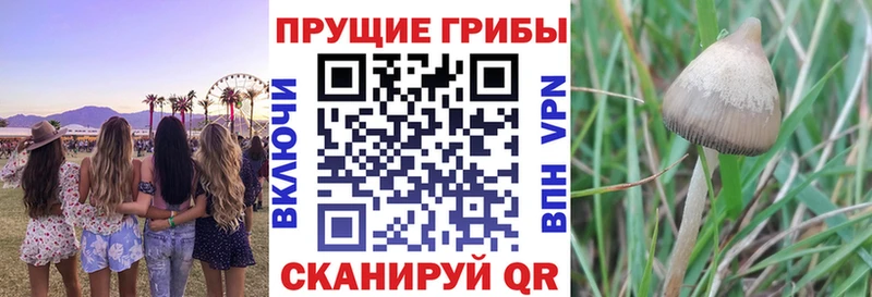 купить   Артём  Галлюциногенные грибы GOLDEN TEACHER 